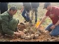 Consejos para plantar árboles en zonas áridas