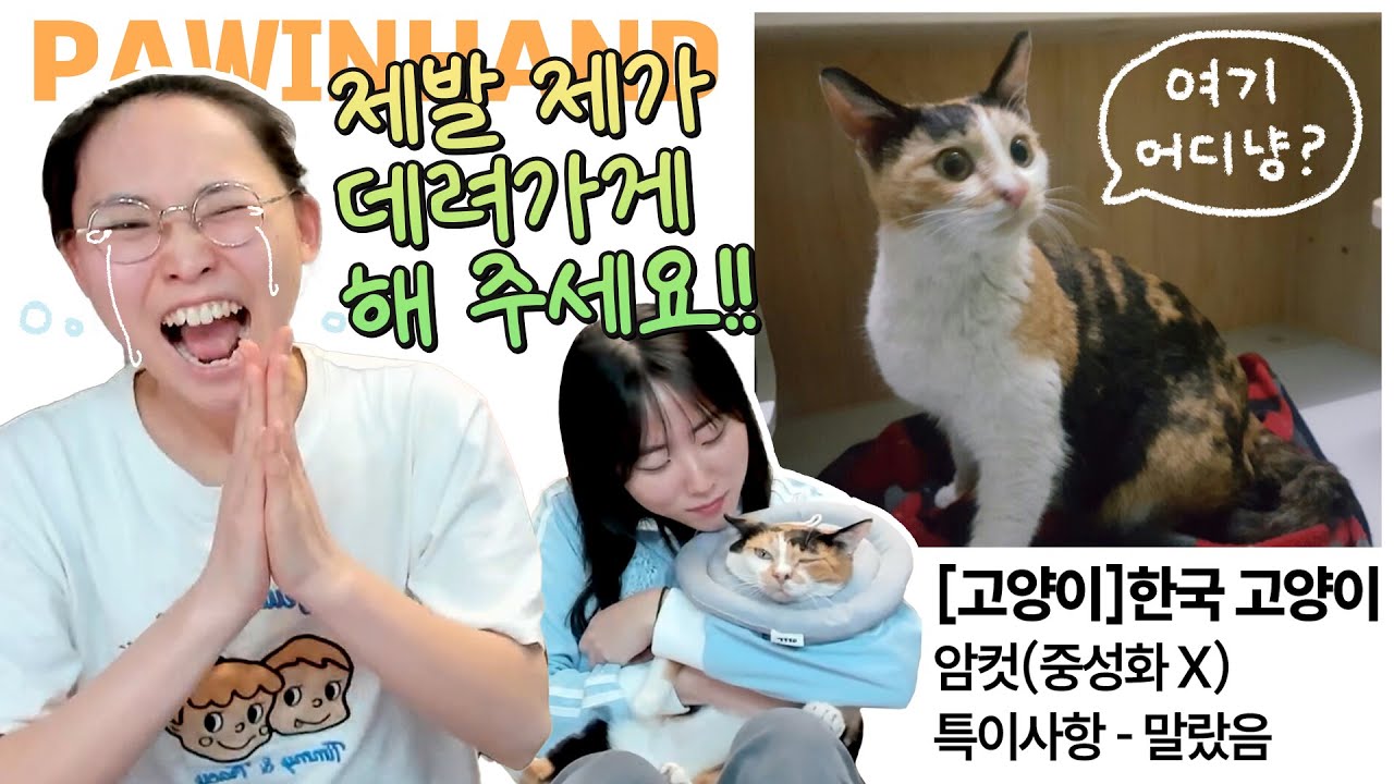 2017년, 가인이가 점프를 입양하게 된 이야기