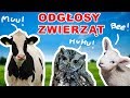 Nauka zwierzt dla dzieci po polsku  odgosy zwierzt  zwierzta dla dzieci