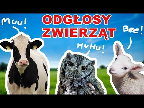 Nauka zwierząt dla dzieci po polsku - Odgłosy Zwierząt - Zwierzęta dla dzieci