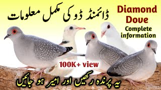 Diamond Dove breeding tips | Diamond Dove bird food list and cage size | China Dove male and female