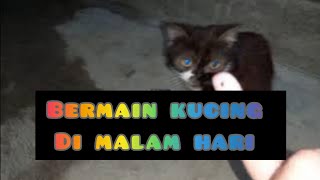 bermain kucing di malam hari