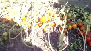 Подкормка томатов и огурцов