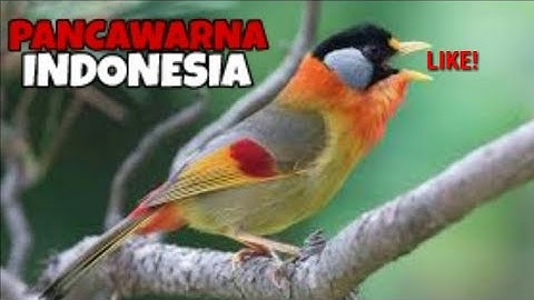 KICAU MAUT PANCAWARNA UNTUK PIKAT BURUNG LIAR/MASTERAN | PBP (PECINTA BURUNG PANCAWARNA)