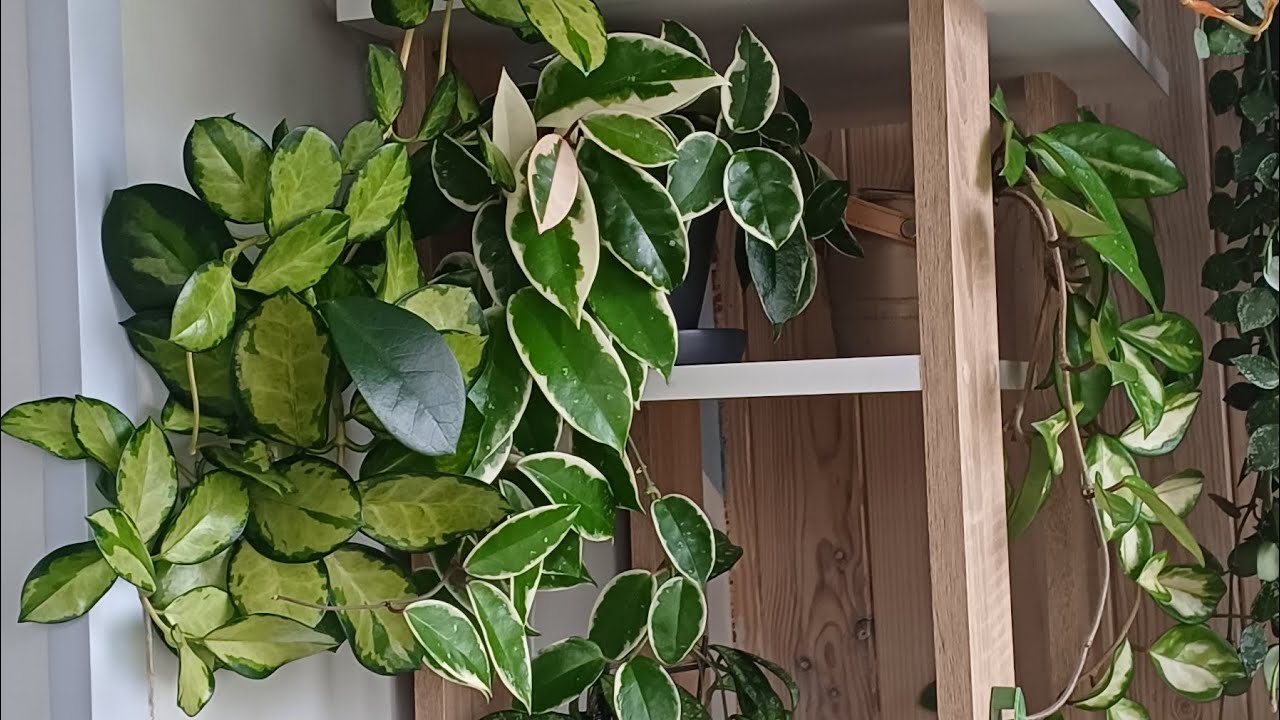 Хої на балконі.Орхідеї Альбуфейра пелор, Манго, Тоші.