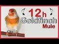 GOLDFINCH mule 12h Training Song(1st Place)