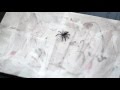 Watercolor Spider Webs