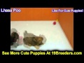 Lhasa Poo, Puppies, For, Sale, In, Newark, New Jersey, NJ, Woodbridge, Iselin, Pleasantville, Rosell Lhasa Poo, Puppies, For, Sale, In, Newark, New Jersey, NJ, Woodbridge, Iselin, Pleasantville, Rosell