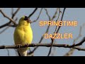 Goldfinches in Spring, Molting Not Mating [NARRATED]