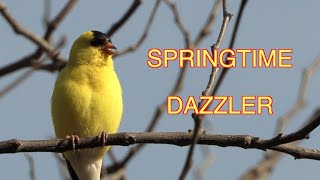 Goldfinches in Spring, Molting Not Mating [NARRATED]