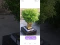 jayemaa