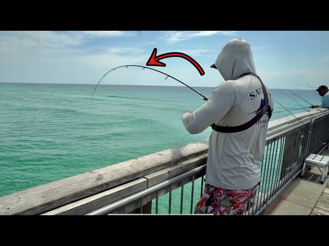 THIS IS THE BEST LURE YOU CAN USE ON ANY PIER! 