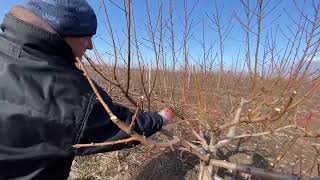 Професійна обрізка 3х-річного персика