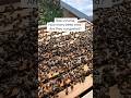 What to look for in Spring hive inspections⏳ #beekeeping #apimaye #apiculture #honey #bees