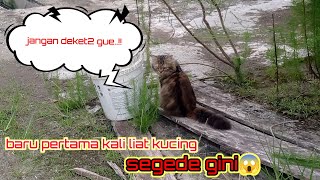 kucing lucu yang sangat besar sekali badannya by CAT FAMILY 189 views 4 months ago 1 minute, 43 seconds