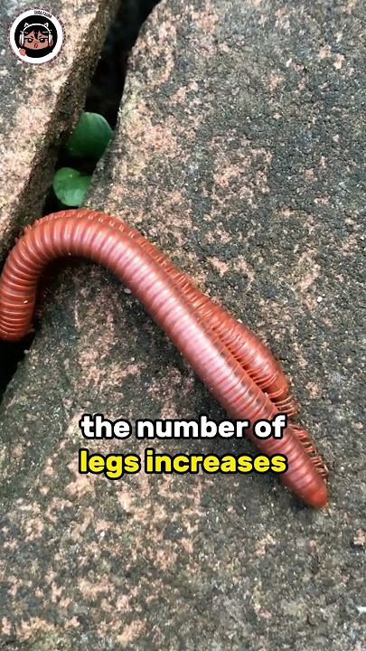 How Millipedes Defend Themselves from Predators is Crazy!