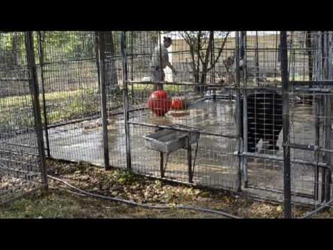 rescue rangers Betsy, a black bear, finds a new home at Turpentine Creek