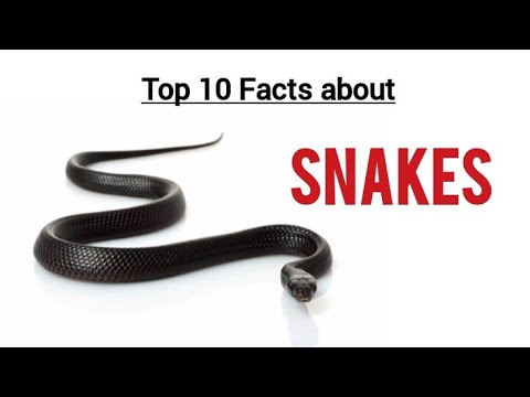 Facts about Snakes for Kids || Snakes Facts || Snakes Habits