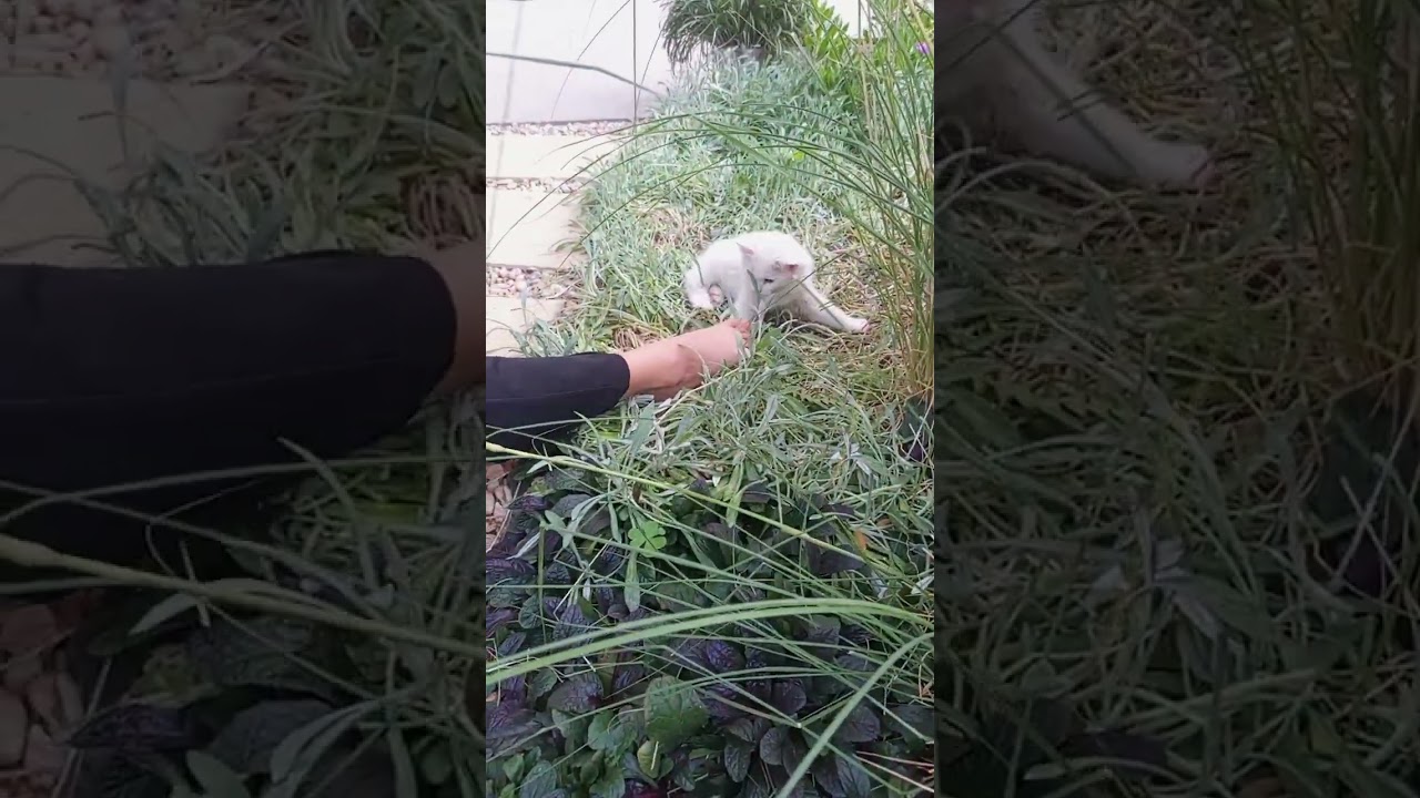 Winterflicks having fun with his bestie Nala.❤️❤️