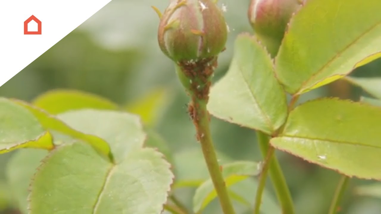 Sådan bekæmper du bladlus