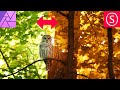 Indian Summer Effect - Affinity Photo Tutorial for Beginners