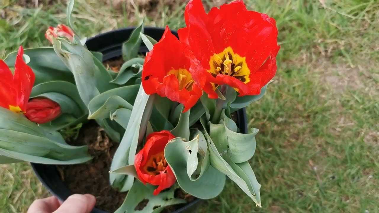 Single Early Tulip Red Revival, a brief review - YouTube