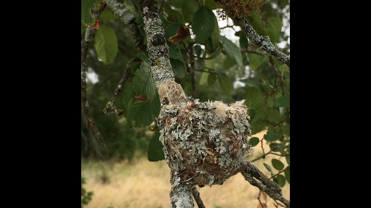 black chinned hummingbird texas Texas Trail Cam--Black-chinned Hummingbird Nest
