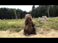 Waving Kodiak Bear