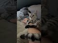 猫に仕事に行くと伝えただけなのに…笑【#Shorts】