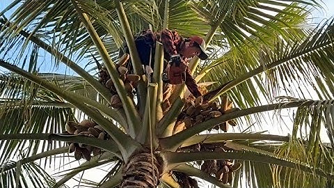 Cưa  cây  dừa  trên  nóc  nhà  , Phần  2