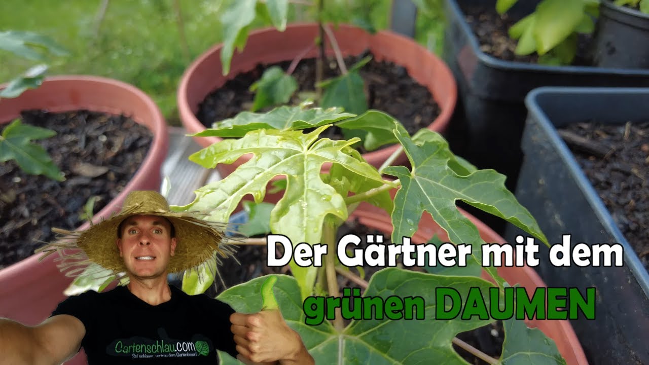 Papaya wächst langsam: Ist mit der Pflanze alles in Ordnung?