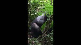 Wild Silverback Gorilla mating