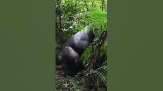 Wild Silverback Gorilla mating