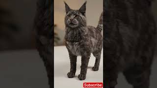 Viral Mainan Bisa Berubah Menjadi kucing #kucing #milo #kucinglucu