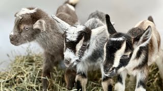 Blossom’s bold & beautiful triplets!