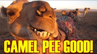 Drinking Camel Urine (Fun Islamic Fact #2)