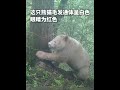 四川省の卧龍で、世界でただ一頭の「白い野生ジャイアントパンダ」が発見されました。その毛並みは全身真っ白で、目は赤くなっています。