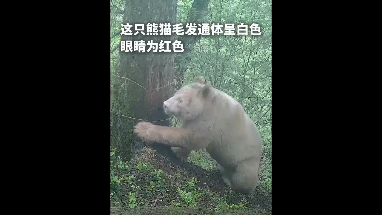 四川省の卧龍で、世界でただ一頭の「白い野生ジャイアントパンダ」が発見されました。その毛並みは全身真っ白で、目は赤くなっています。