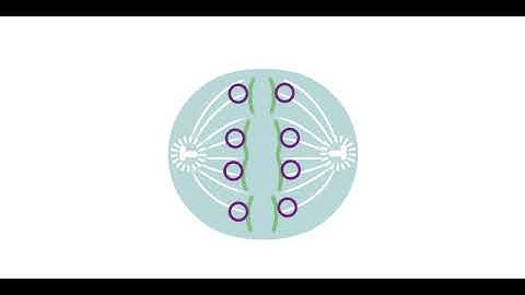 Hitchhiking of Viral Genomes on Cellular Chromosomes: Video 1