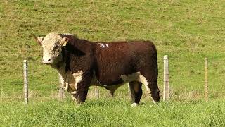 LOT 31: KOANUI CHANCE 240249 — 2026 Bull Sale