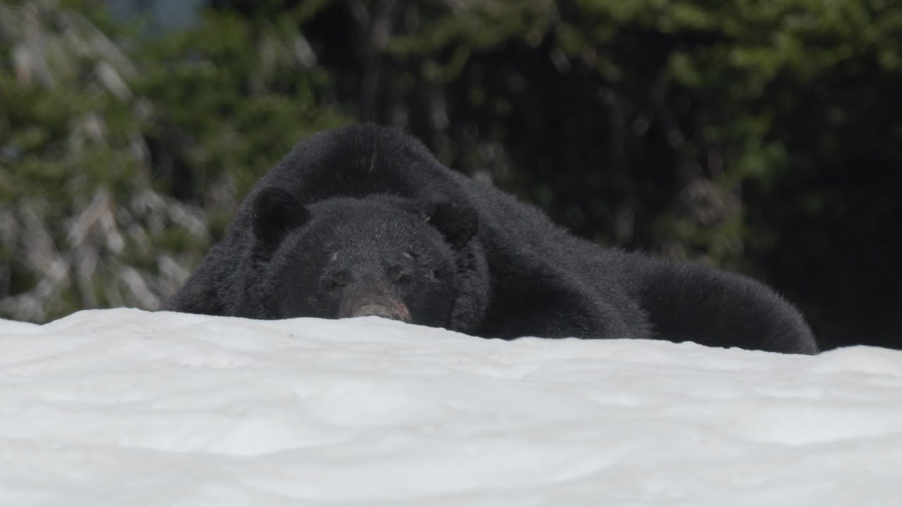 Black Bear on A Snow Patch