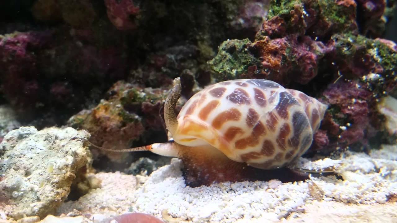 Image result for nassarius SNAIL