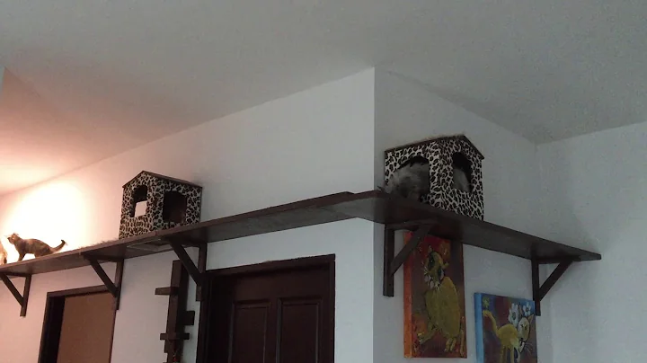 Kitty Shelves in Brunei 2017