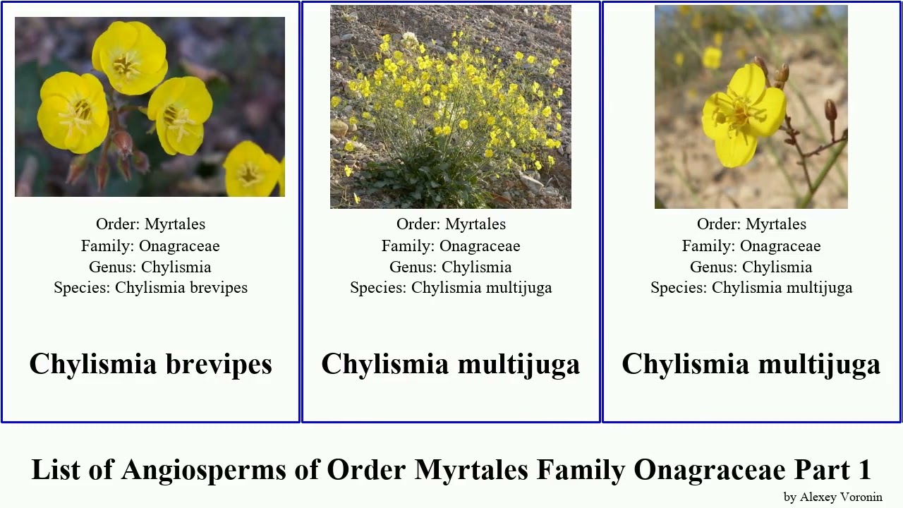 List of Angiosperms of Order Myrtales Family Onagraceae Part 1 evening primrose willowherb clarkia