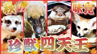 我が家の珍獣四天王に秋の味覚を振る舞ったら面白すぎたwww (otter,coati,meerkat,fennec)
