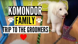 Trip To The Groomers Full Length | Komondor Family - Trip To Groomers by Komondor Family 422 views 3 years ago 3 minutes, 26 seconds