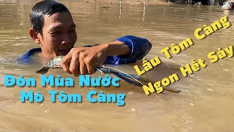 Đón Con Tôm Theo Mùa Vụ Hôm Nay Trúng Mánh Và Nồi Lẩu Ngon Đã Cơn Thèm | Cù Lao Dung Vlogs #795