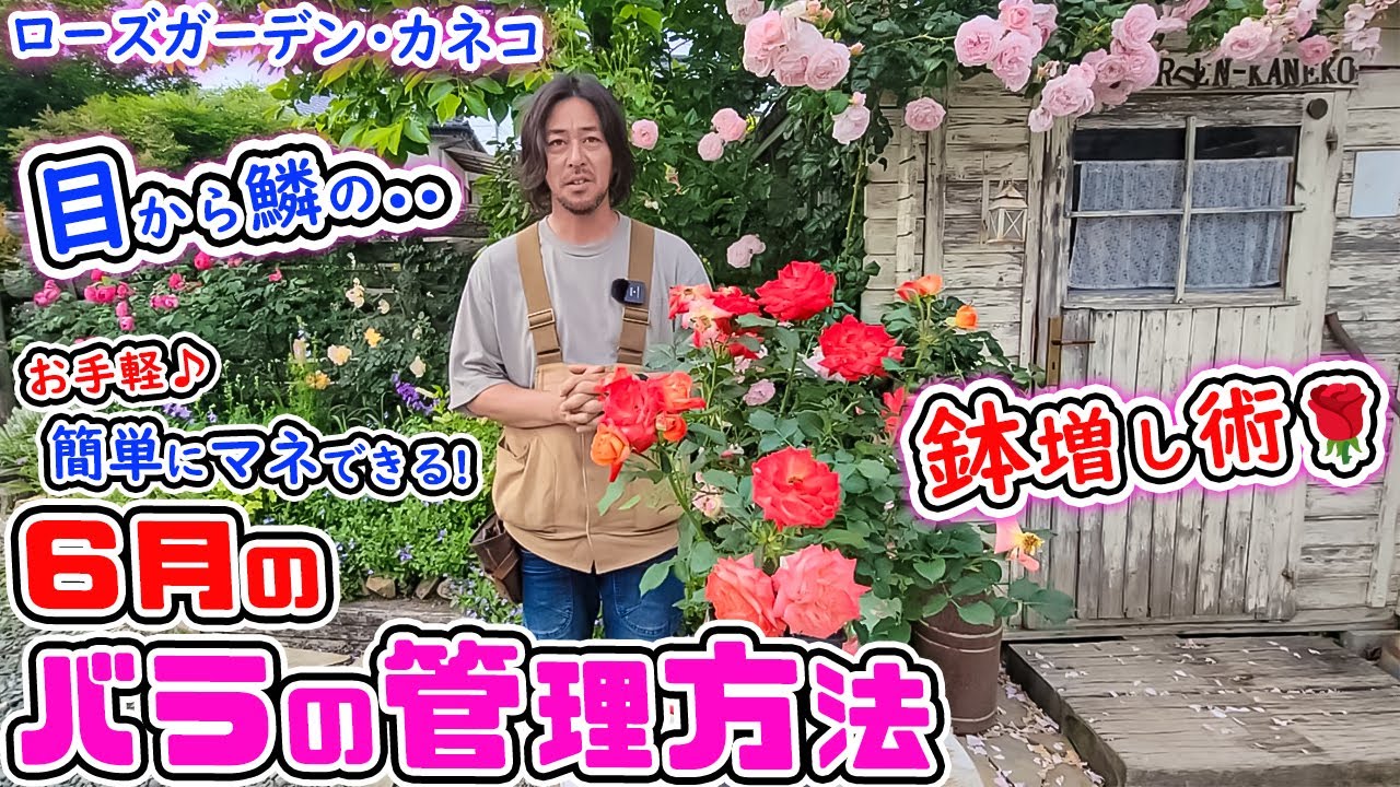 これで安心!【6月のバラ管理】花後の剪定、鉢増しに新聞紙!?実際にやっていきましょう【ローズガーデン・カネコさん】