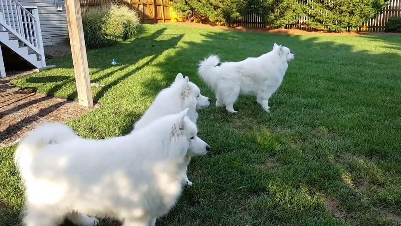 Harmonizing samoyeds - YouTube