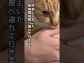 親子猫の父猫を保護しました#保護猫 #子ネコ #ねこ動画 #ネコ #動物プロダクション #ネコ #cat #野良猫 #猫のいる暮らし